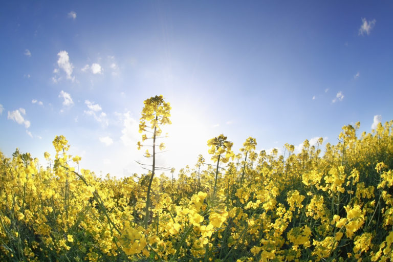 canola flowers in sunshine over blue sky